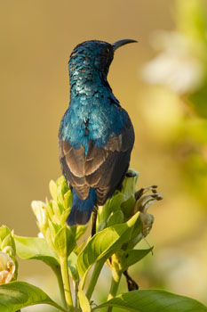 sunbird